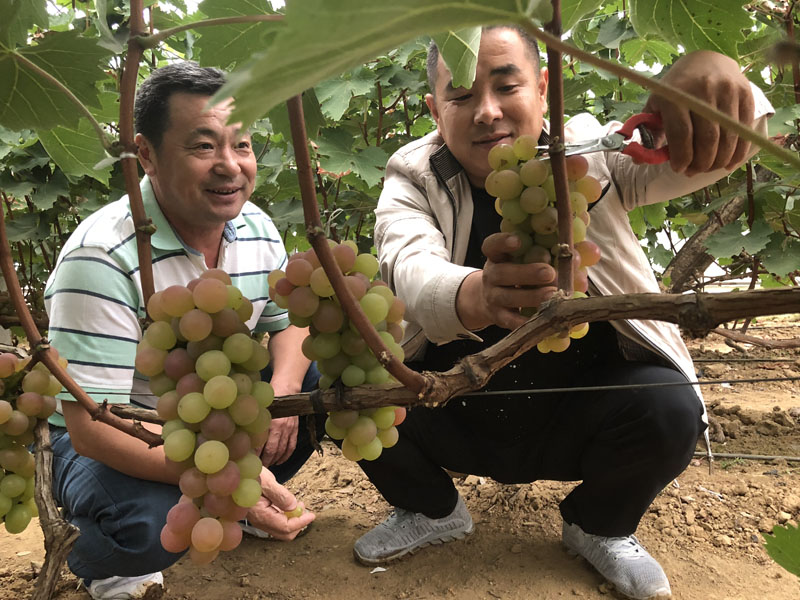 趙志國（左）和盧軍當時正在采摘豐收的葡萄